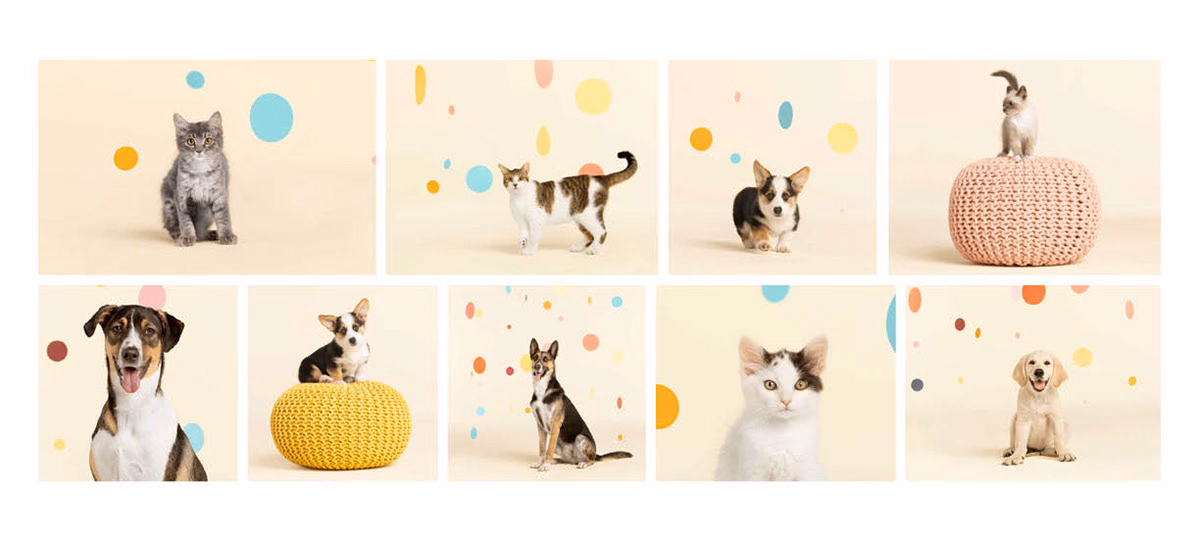 New Pet Place – visual asset 3