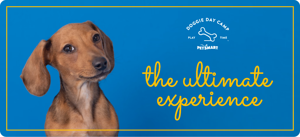 Doggie Day Camp: The Ultimate Experience, Retail Experience & Campaign work for PetSmart