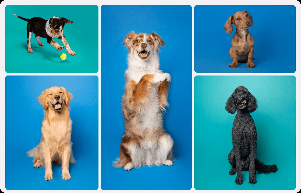 PetSmart Doggie Day Camp Photography - Paws-up canine portraits and candid play interactions